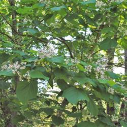 Location: Morris Arboretum in Philadelphia, Pennsylvania
Date: 2016-06-15
foliage