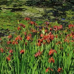Location: Jenkins Arboretum in Berwyn, Pennsylvania
Date: 2019-05-26
colony along pond in bloom