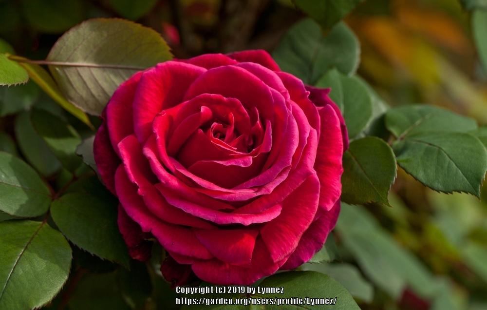 Photo of Hybrid Tea Rose (Rosa 'Mister Lincoln') uploaded by Lynnez