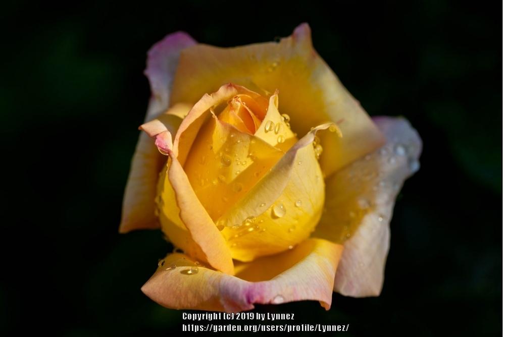 Photo of Hybrid Tea Rose (Rosa 'Peace') uploaded by Lynnez