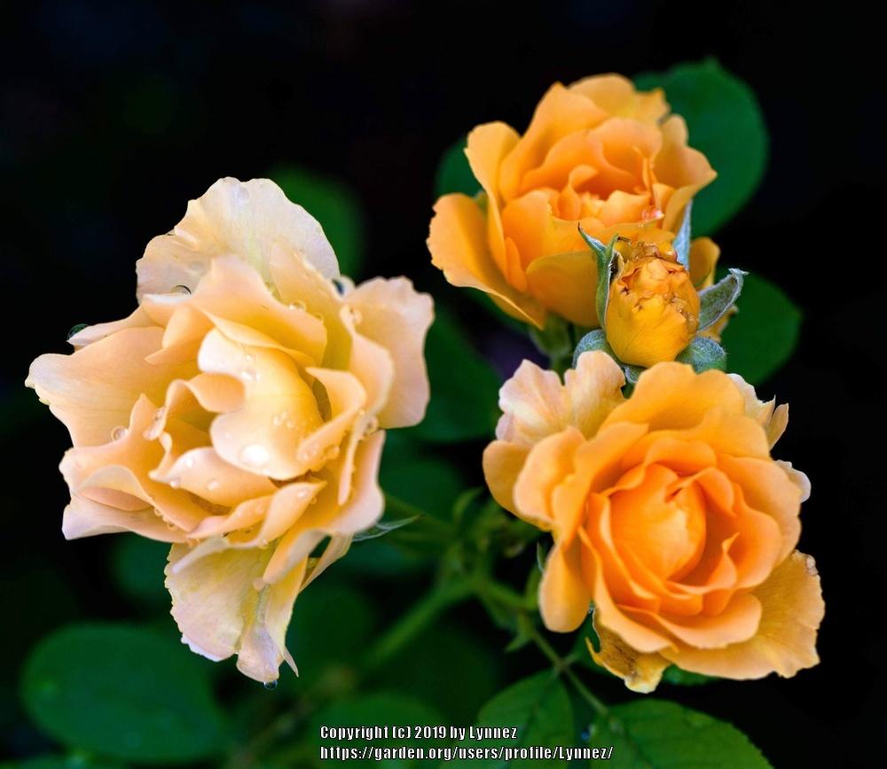 Photo of Rose (Rosa 'Honey Perfume') uploaded by Lynnez