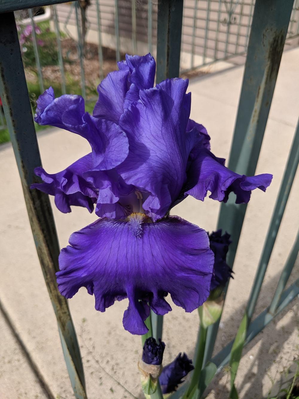 Photo of Tall Bearded Iris (Iris 'Blue Suede Shoes') uploaded by darkphoenixash