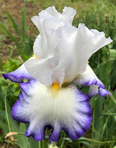 Photo of Tall Bearded Iris (Iris 'Queen's Circle') uploaded by flowerpower35