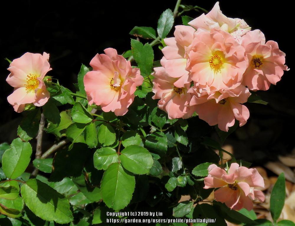 Photo of Rose (Rosa 'Peach Drift') uploaded by plantladylin