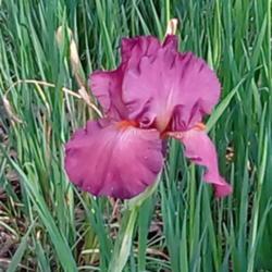 Location: Daisydo's garden
Date: 2019-05
Lady Friend iris