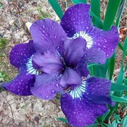 Location: Daisydo's garden
Date: 2019-05
Shirley Pope siberian iris closeup