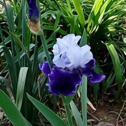 Location: Daisydo's garden
Date: 2019-05-19
World Premier iris