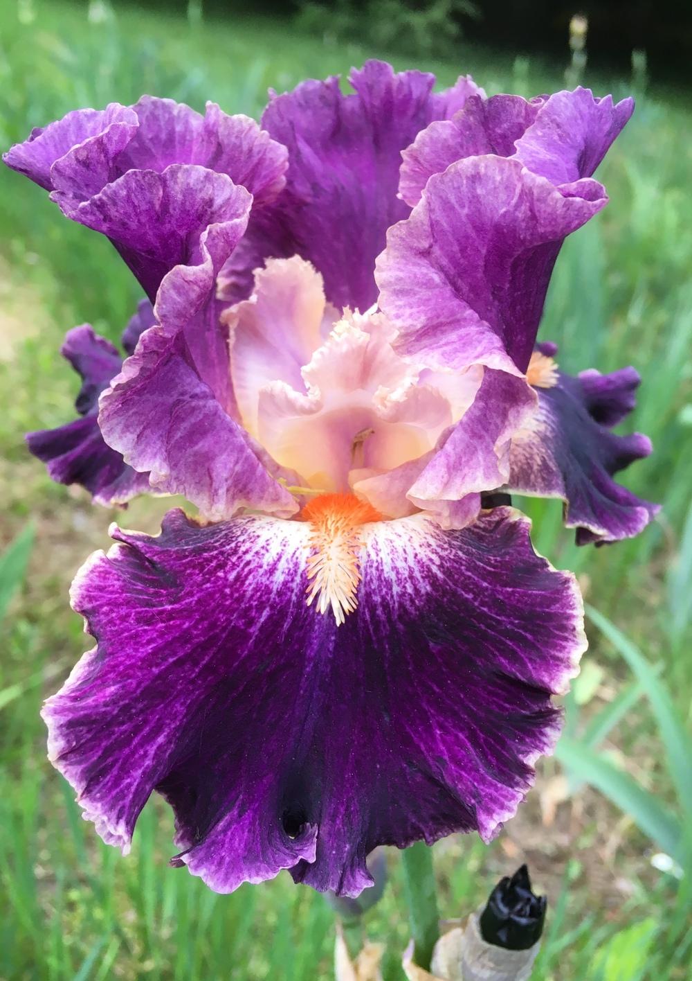 Photo of Tall Bearded Iris (Iris 'Fancy Woman') uploaded by Lbsmitty