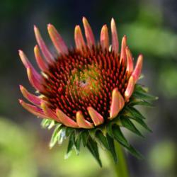 Location: Botanical Gardens of the State of Georgia...Athens, Ga
Date: 2019-06-02
Symmetry Of Nature - Purple Coneflower 055