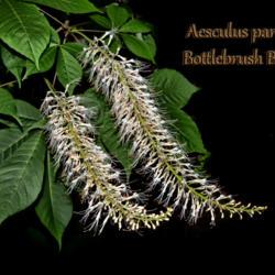Location: Botanical Gardens of the State of Georgia...Athens, Ga
Date: 2019-06-02
Aesculus parviflora - Bottlebrush Buckeye 002 text