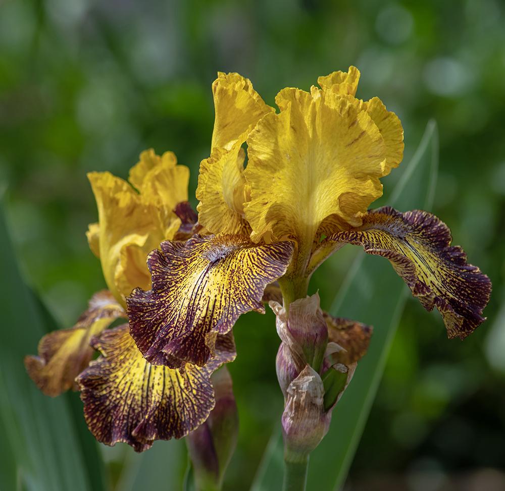 Photo of Intermediate Bearded Iris (Iris 'Petit Tigre') uploaded by dirtdorphins