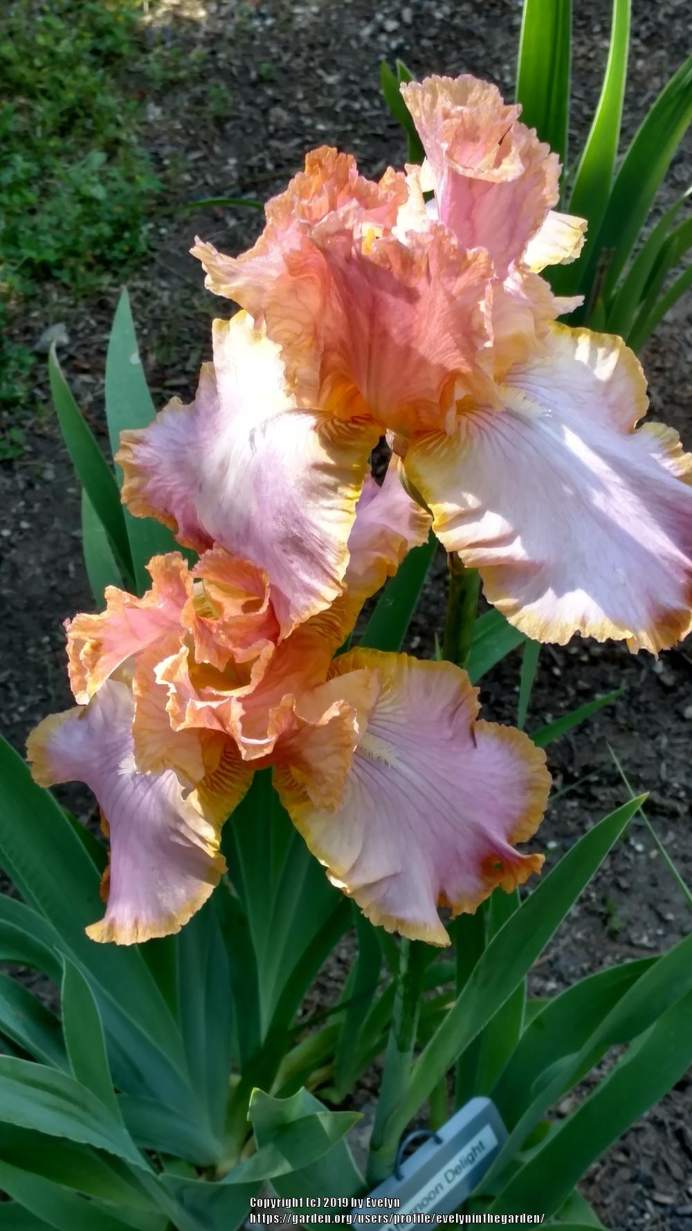 Photo of Tall Bearded Iris (Iris 'Afternoon Delight') uploaded by evelyninthegarden