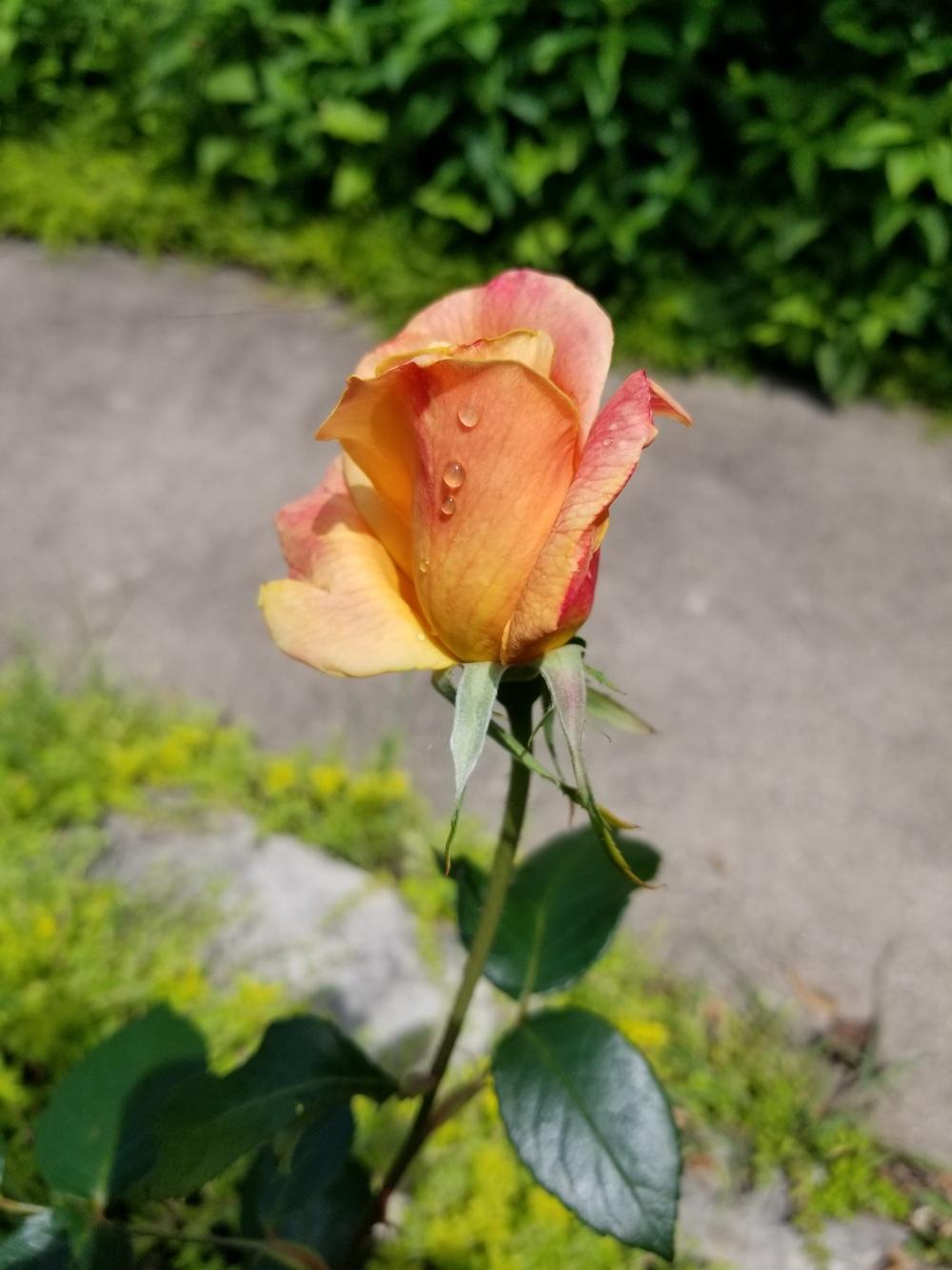 Photo of Rose (Rosa 'Sutter's Gold') uploaded by Gardendog