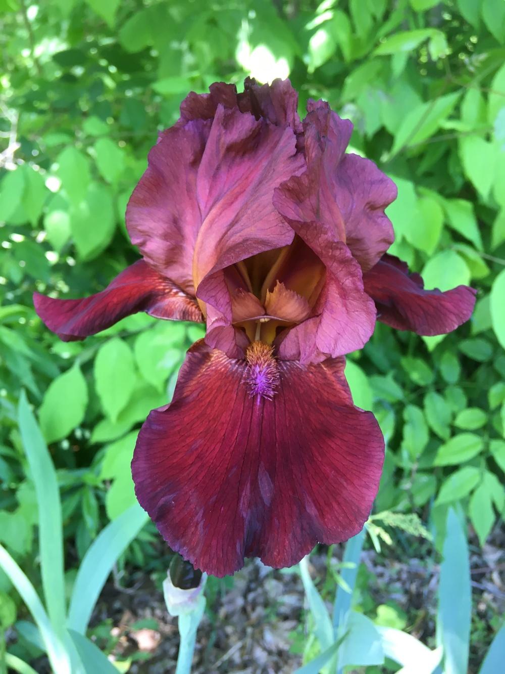 Photo of Tall Bearded Iris (Iris 'Cracklin Burgundy') uploaded by Lbsmitty