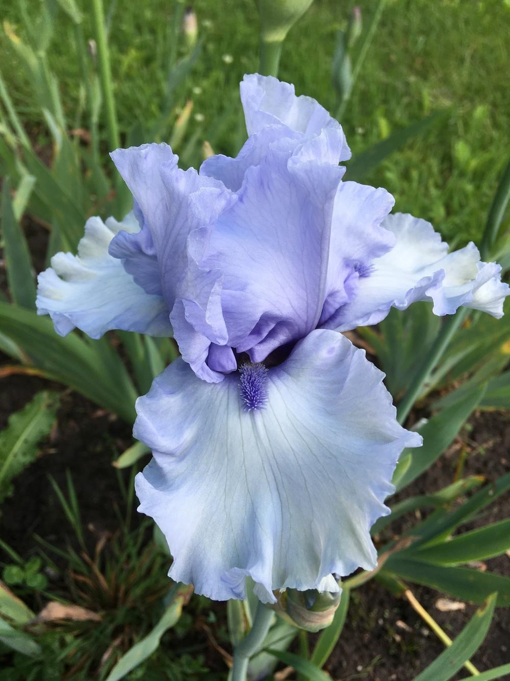 Photo of Tall Bearded Iris (Iris 'Blue Trill') uploaded by Lbsmitty