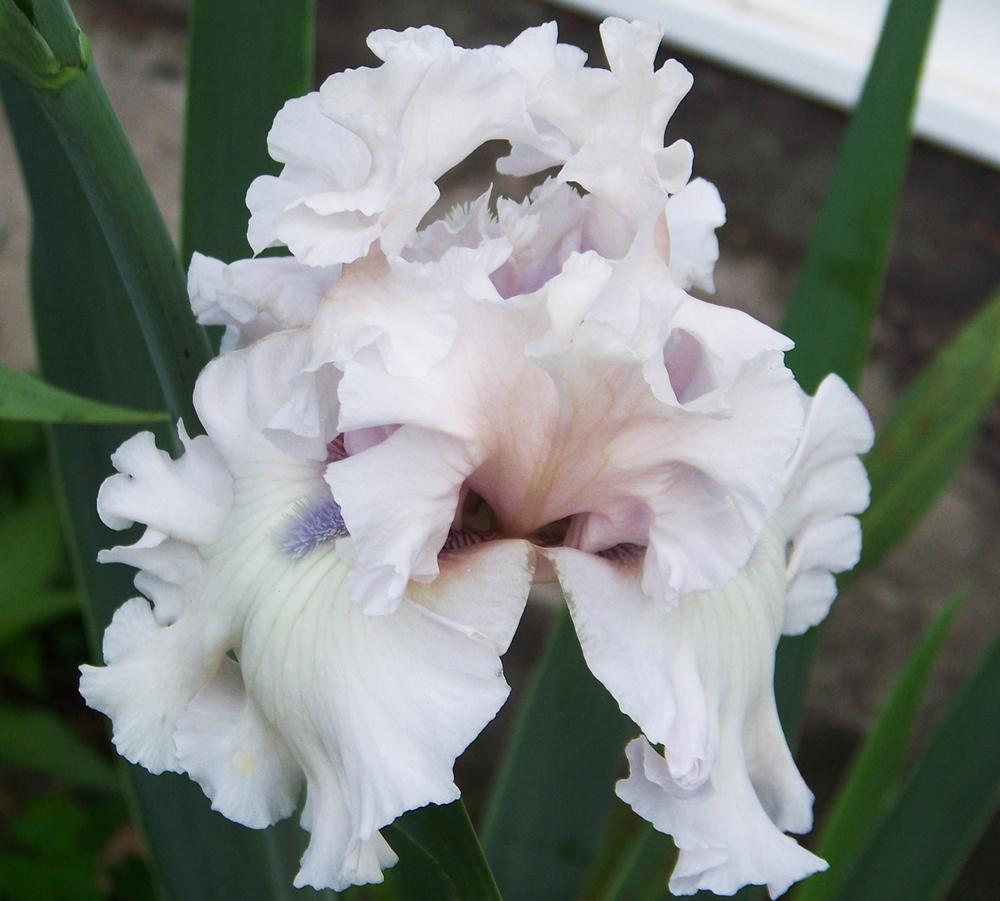Photo of Tall Bearded Iris (Iris 'Beauty Within') uploaded by LynNY