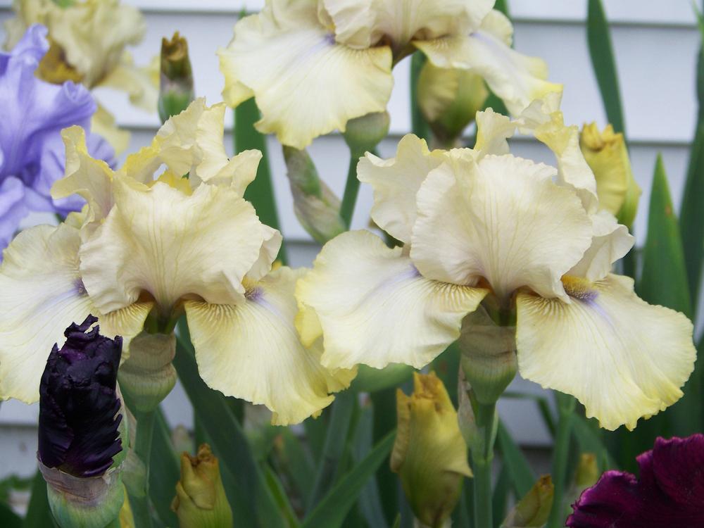 Photo of Tall Bearded Iris (Iris 'County Cork') uploaded by LynNY