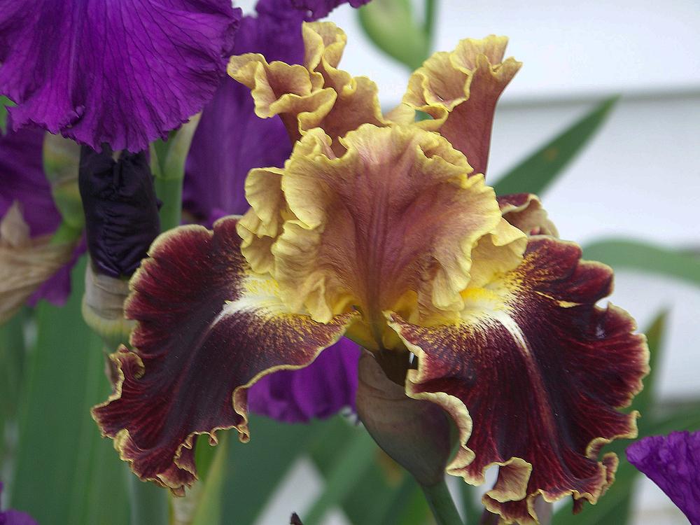 Photo of Tall Bearded Iris (Iris 'Volcanic Glow') uploaded by LynNY
