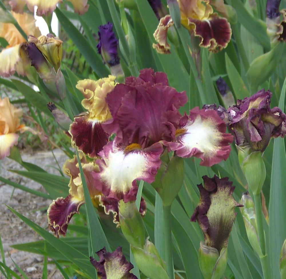 Photo of Tall Bearded Iris (Iris 'Class Ring') uploaded by LynNY