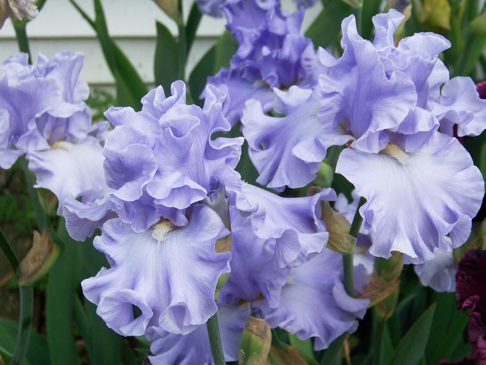 Photo of Tall Bearded Iris (Iris 'Water Waltz') uploaded by LynNY