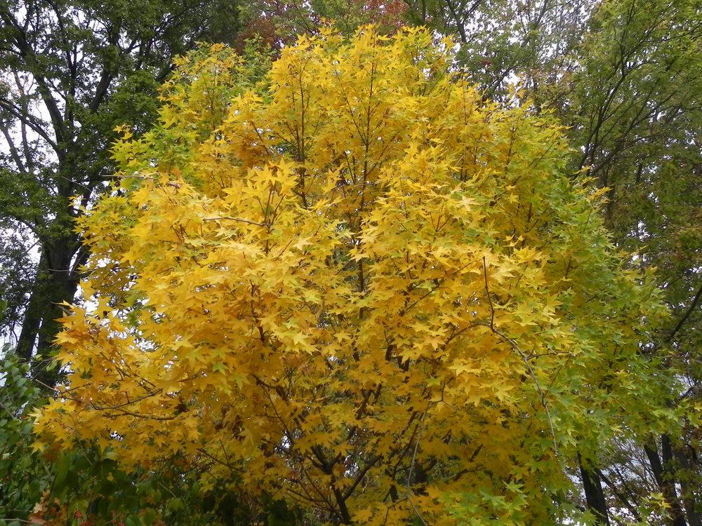 Photo of Maple (Acer pictum subsp. mono) uploaded by SL_gardener
