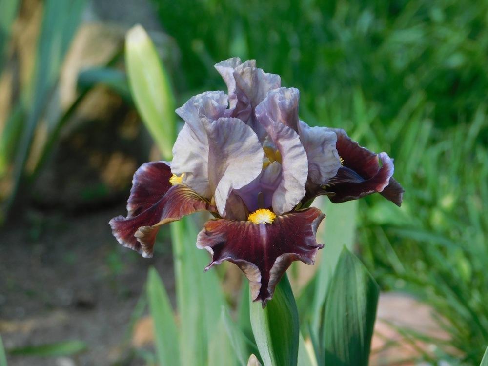 Photo of Intermediate Bearded Iris (Iris 'Man's Best Friend') uploaded by bramedog