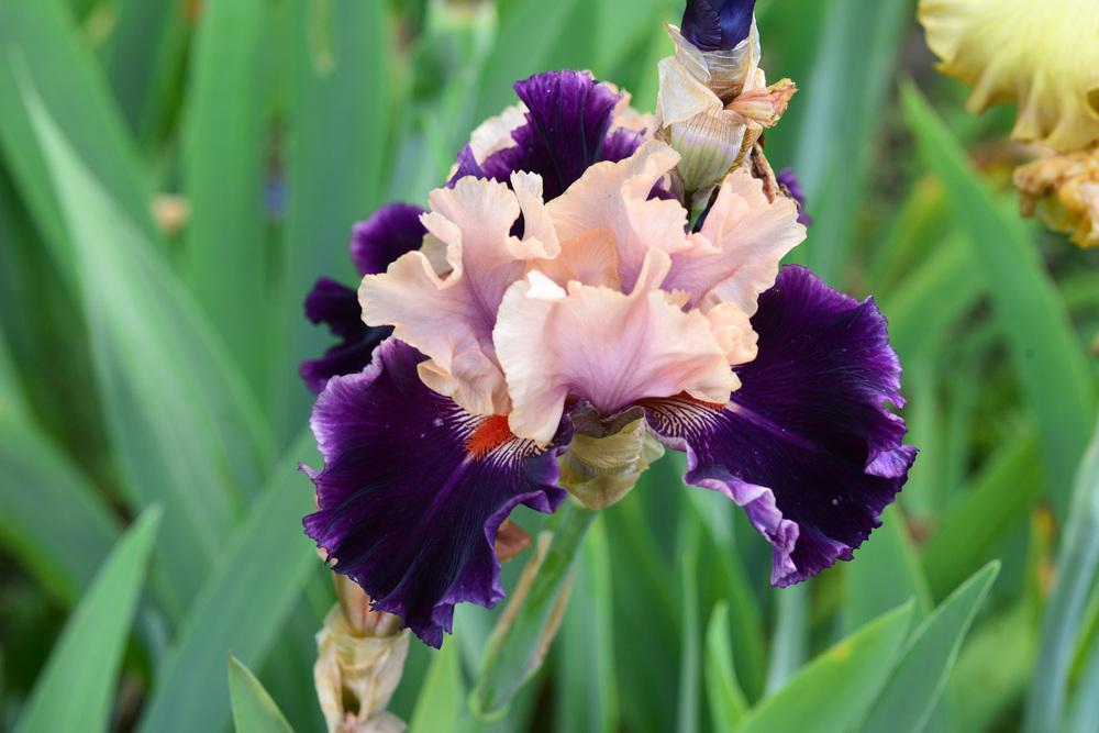Photo of Tall Bearded Iris (Iris 'Secret Land') uploaded by cliftoncat