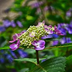 Location: Botanical Gardens of the State of Georgia...Athens, Ga
Date: 2019-06-02
Lacecap Hydrangea - Twist-N-Shout 002