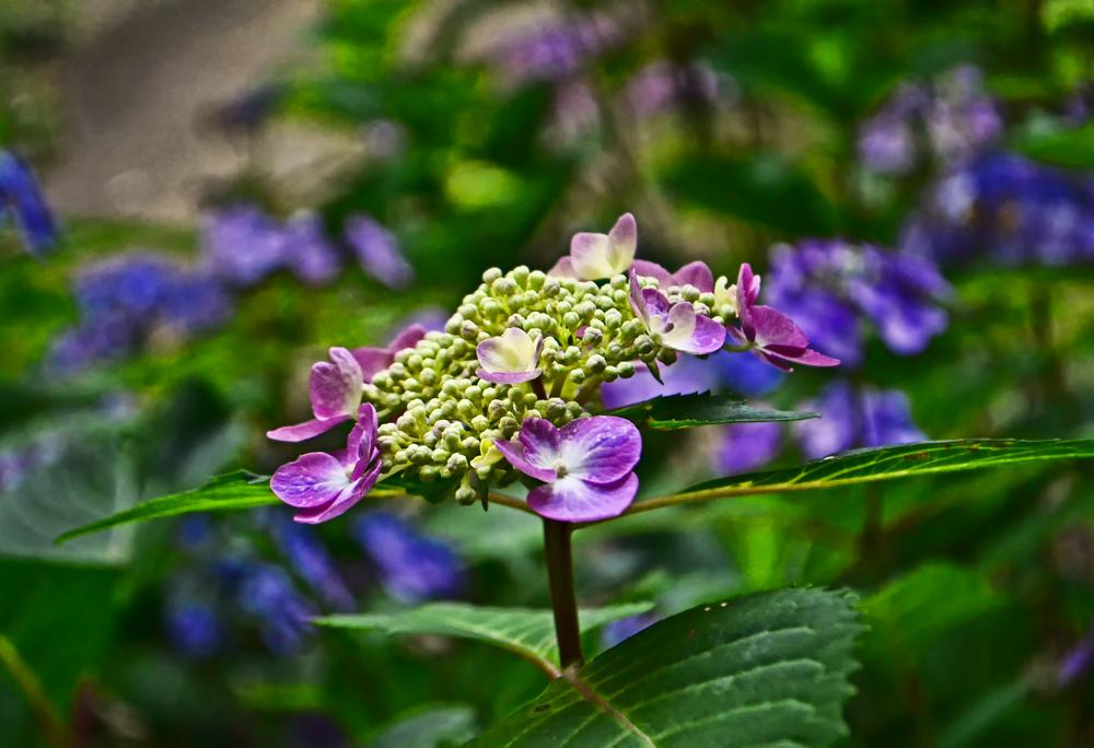 Photo of Lacecap Hydrangea (Hydrangea macrophylla Endless Summer® Twist-n-Shout®) uploaded by dawiz1753
