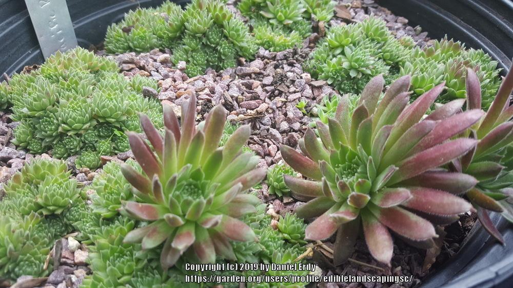 Photo of Hen and Chicks (Sempervivum 'Pacific Red Tide') uploaded by ediblelandscapingsc