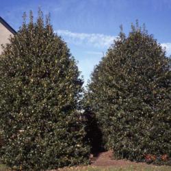 Location: Malvern, Pennsylvaina
Date: March in 2002
two specimens sheared every so often