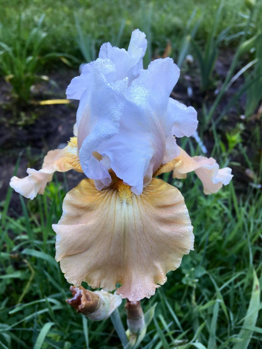 Photo of Tall Bearded Iris (Iris 'Champagne Elegance') uploaded by Lbsmitty