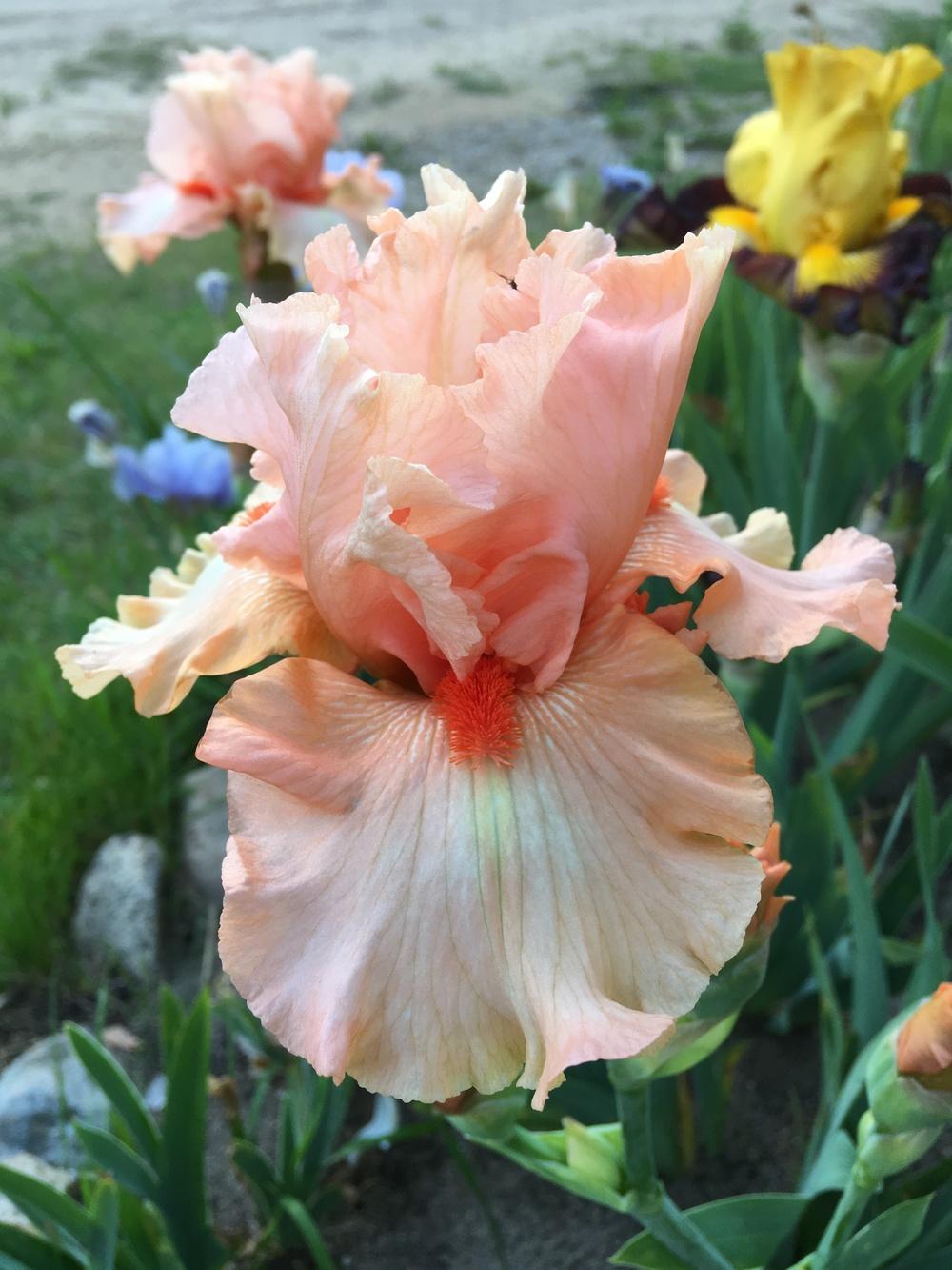 Photo of Tall Bearded Iris (Iris 'Santa Bounce') uploaded by Lbsmitty