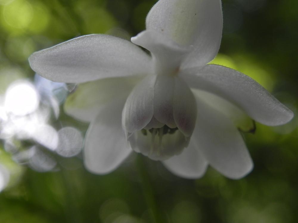 Photo of False Anemone (Anemonopsis macrophylla) uploaded by SL_gardener