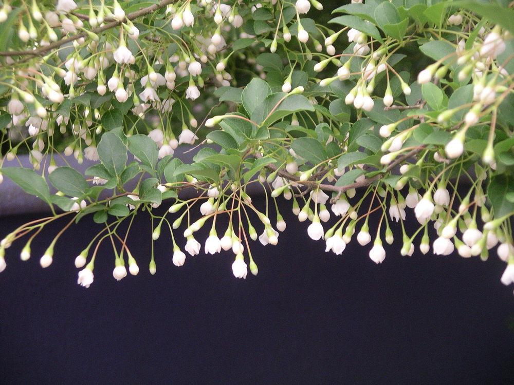 Photo of Snowbell (Styrax japonicus) uploaded by SL_gardener