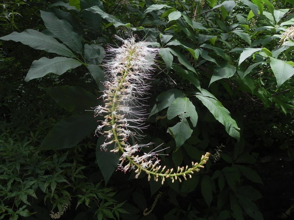 Photo of Bottlebrush Buckeye (Aesculus parviflora) uploaded by SL_gardener