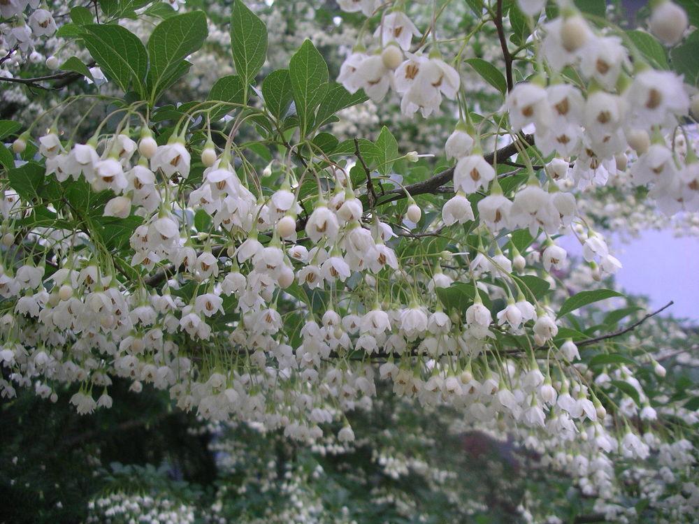 Photo of Snowbell (Styrax japonicus) uploaded by SL_gardener