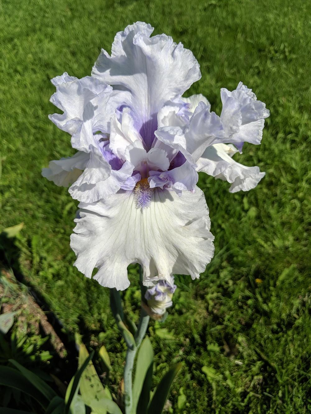 Photo of Tall Bearded Iris (Iris 'Chinook Winds') uploaded by darkphoenixash