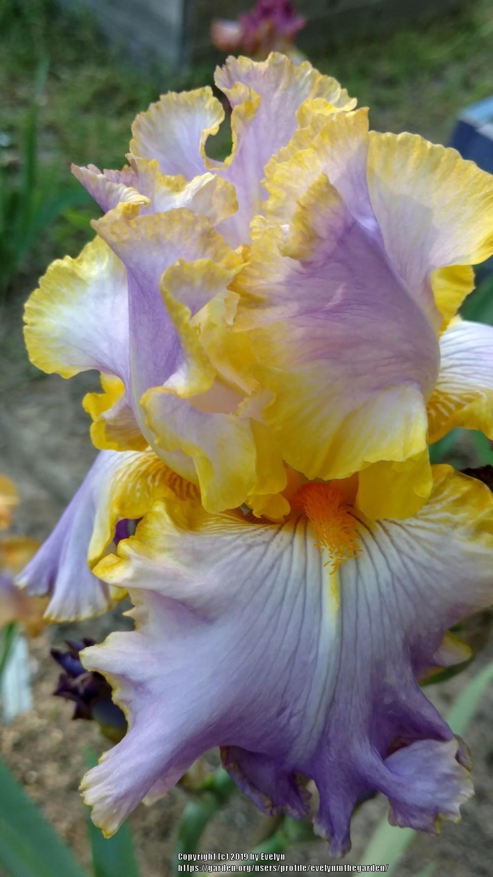 Photo of Tall Bearded Iris (Iris 'All About Spring') uploaded by evelyninthegarden