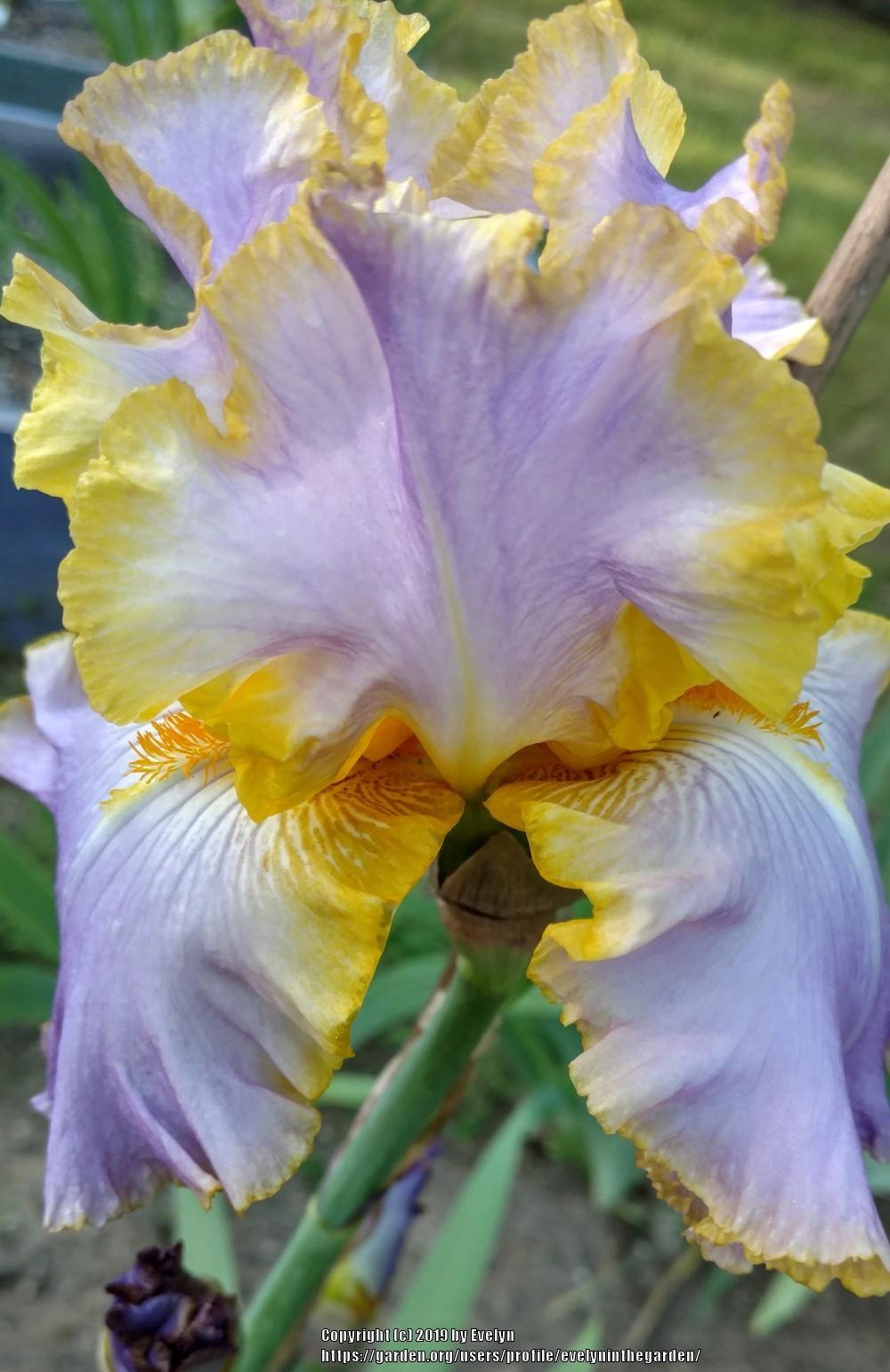 Photo of Tall Bearded Iris (Iris 'All About Spring') uploaded by evelyninthegarden