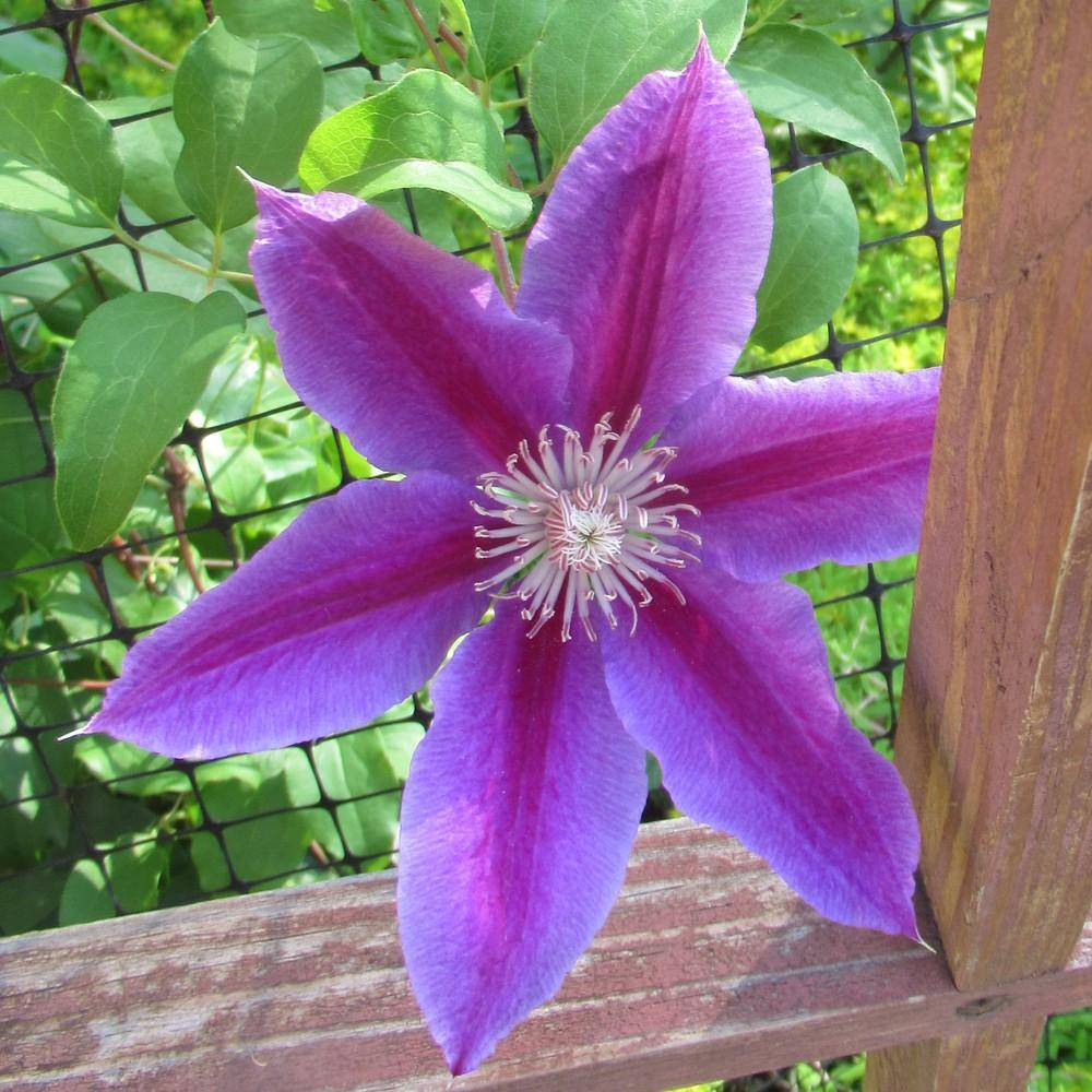 Photo of Clematis 'Dr. Ruppel' uploaded by stilldew