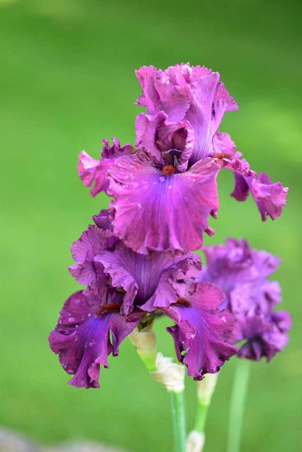 Photo of Tall Bearded Iris (Iris 'Master at Arms') uploaded by cliftoncat