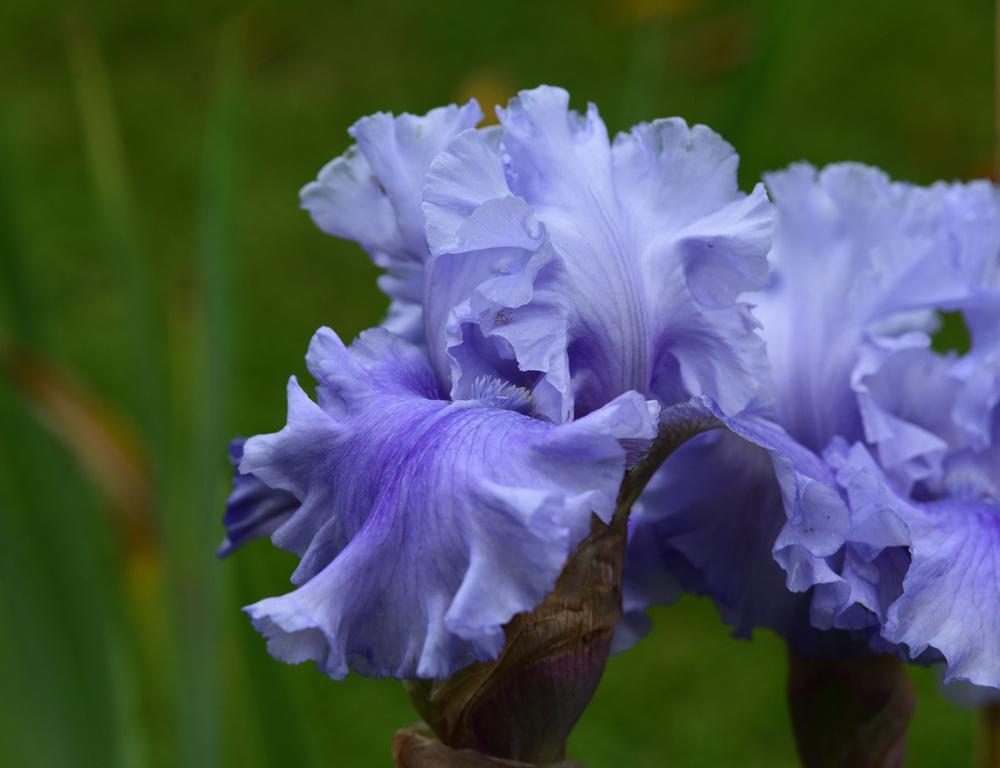 Photo of Tall Bearded Iris (Iris 'Ascent of Angels') uploaded by cliftoncat