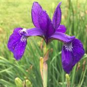 Last Siberian iris bloom of the season