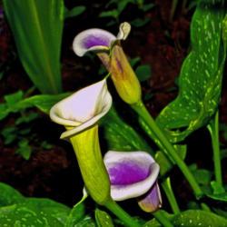 Location: Botanical Gardens of the State of Georgia...Athens, Ga
Date: 2019-06-02
Calla Lily - Picasso 010