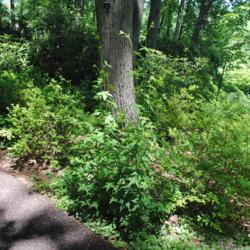 Location: Jenkins Arboretum in Berwyn, Pennsylvania
Date: 2019-06-09
good-sized plant before blooming