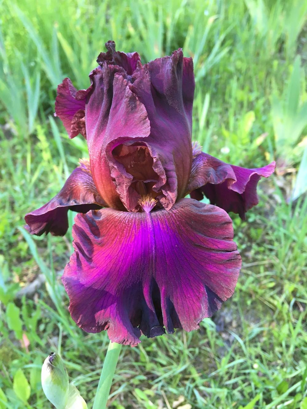 Photo of Tall Bearded Iris (Iris 'Texas Renegade') uploaded by Lbsmitty