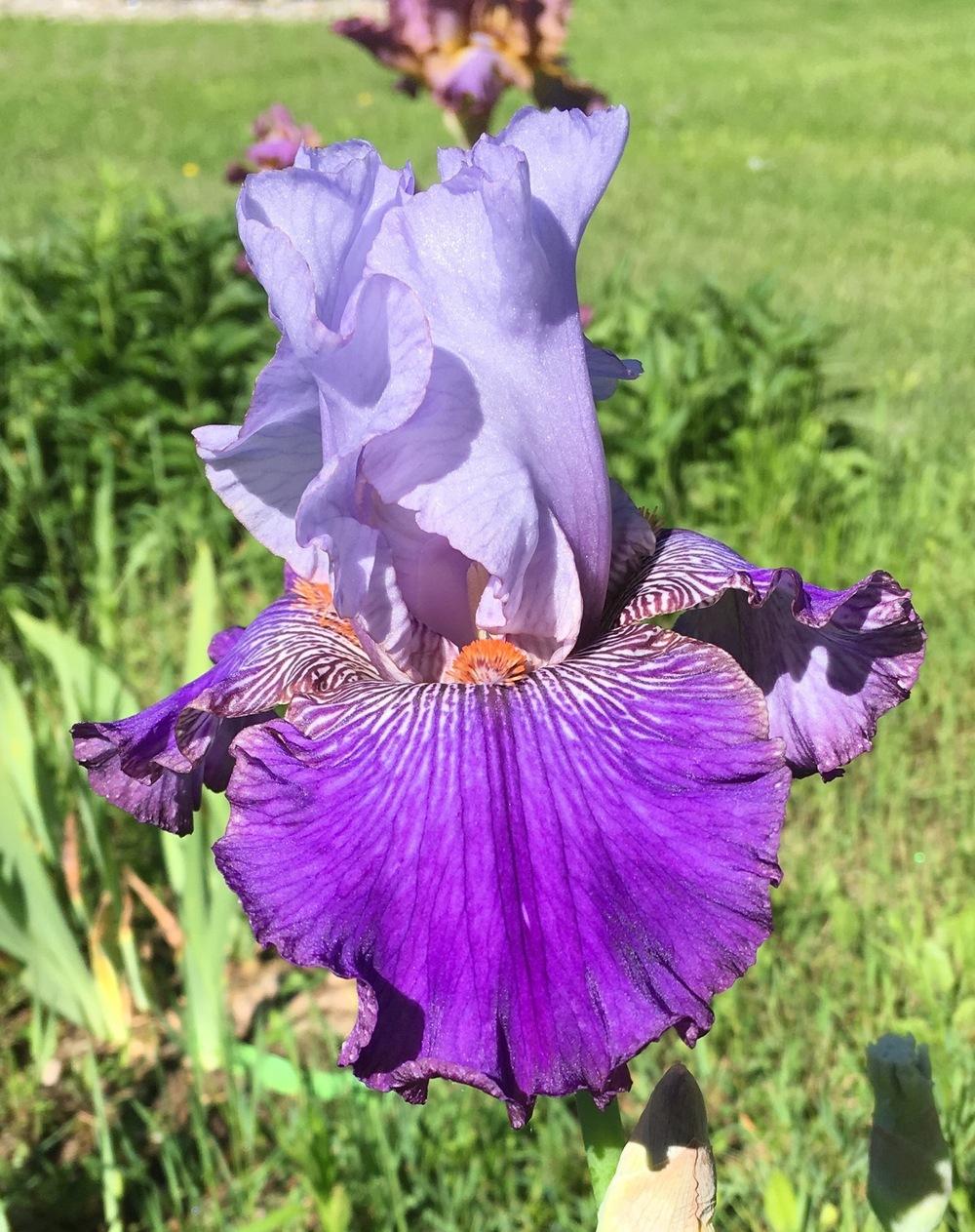 Photo of Tall Bearded Iris (Iris 'Helen's Melody') uploaded by Lbsmitty