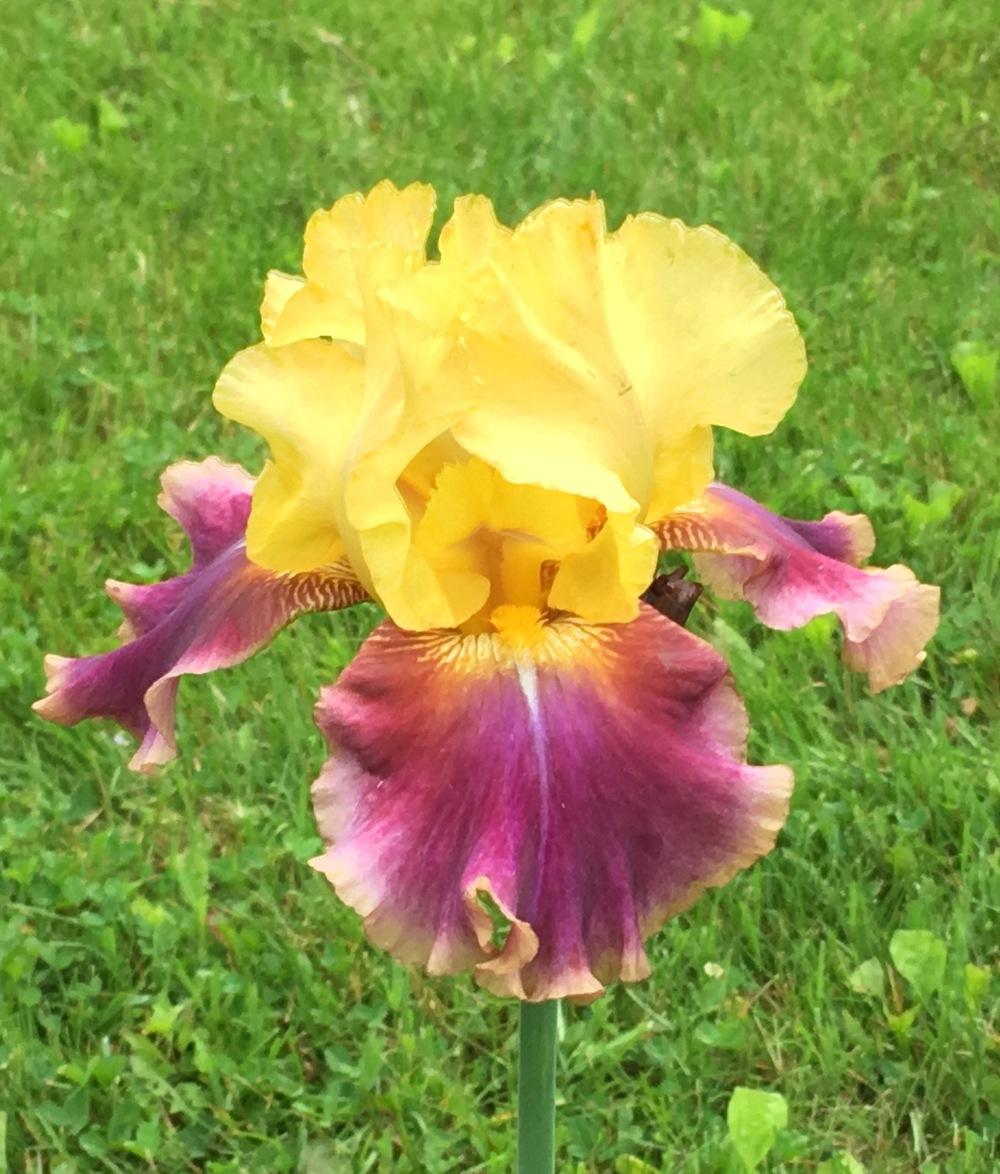 Photo of Tall Bearded Iris (Iris 'Flying Carpet') uploaded by Lbsmitty