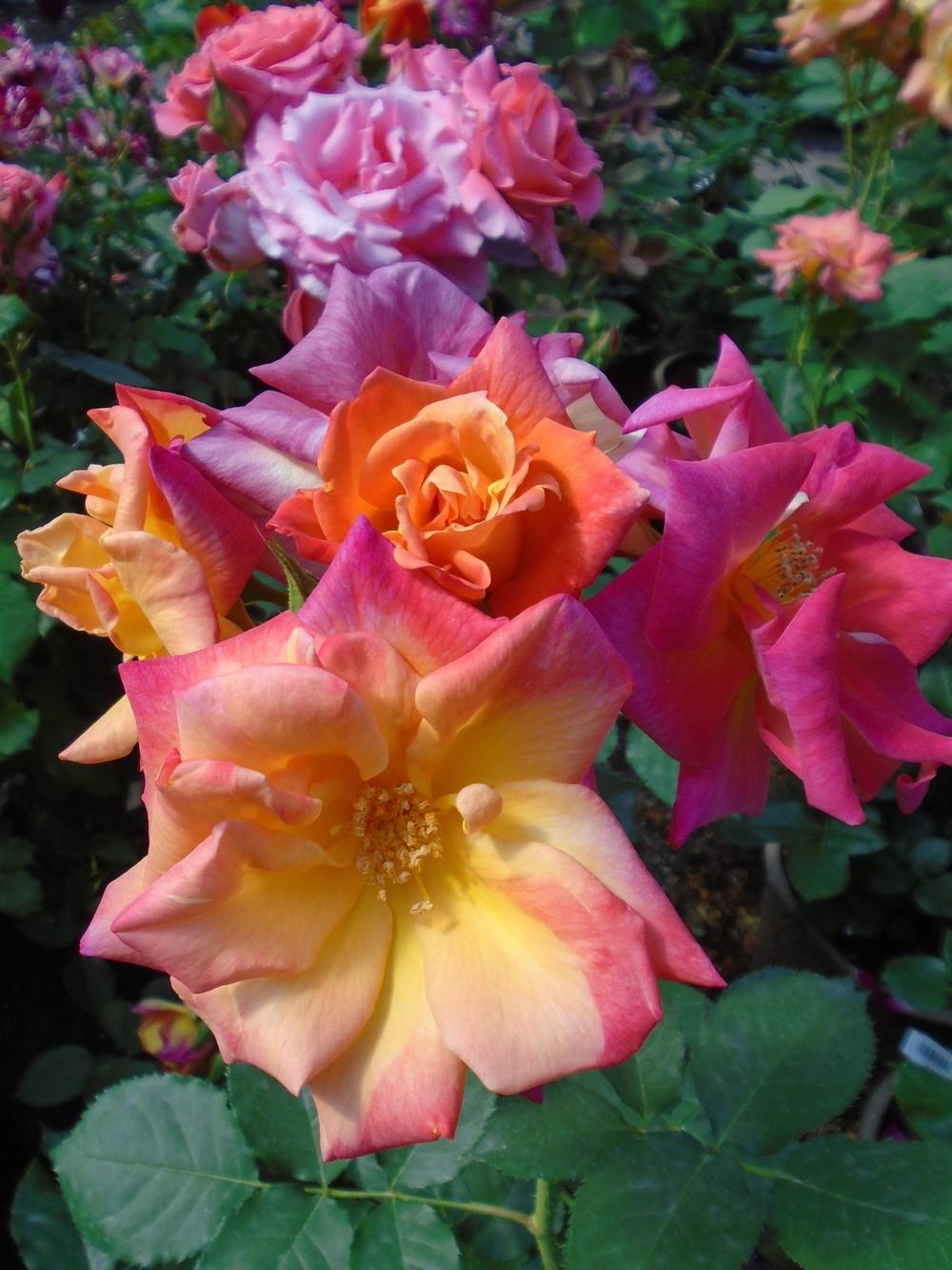 Photo of Rose (Rosa 'Joseph's Coat') uploaded by Paul2032